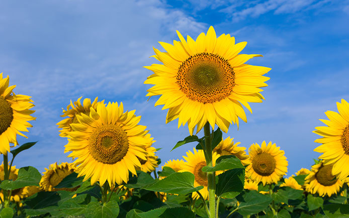 Sunflowers