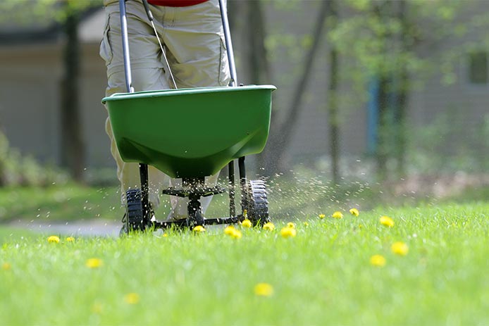 Weeds in lawn