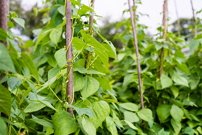 Vine Tendril