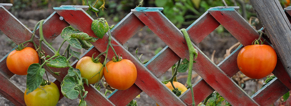 Tomatoes on garden trellis