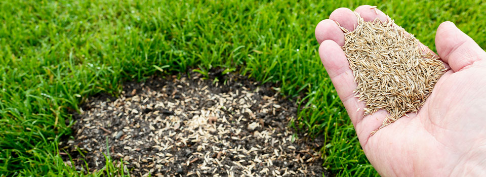 How To Patch and Repair a Lawn